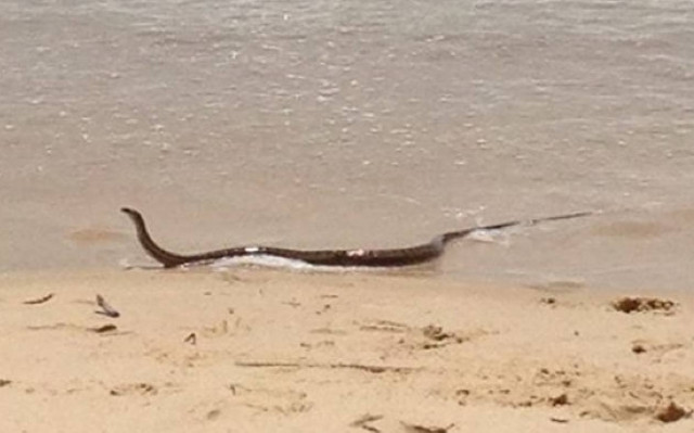 Αυστραλία: Δηλητηριώδες φίδι προκάλεσε πανικό σε λουόμενους