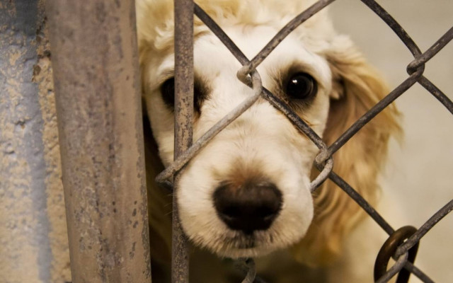 Σύλληψη αλλοδαπού για κακοποίηση ζώων στη Ρόδο