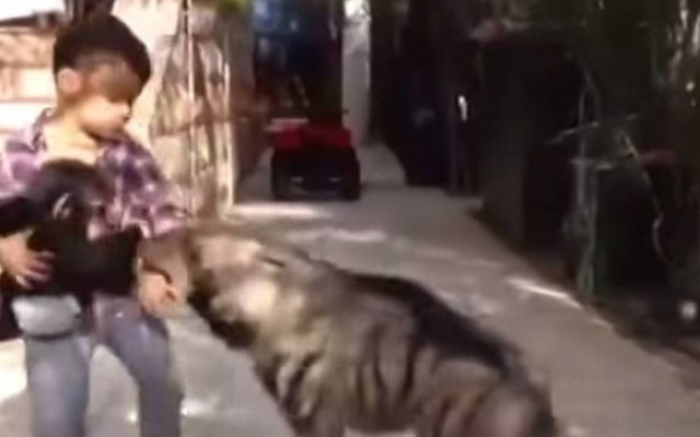 Συγκλονιστικό: Αγοράκι προστατεύει μωρό χιμπατζή από ύαινα!