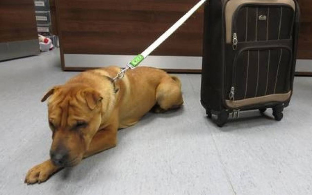 Αυτός (ένας σκύλος), αυτή (μια βαλίτσα) και τα μυστήρια...