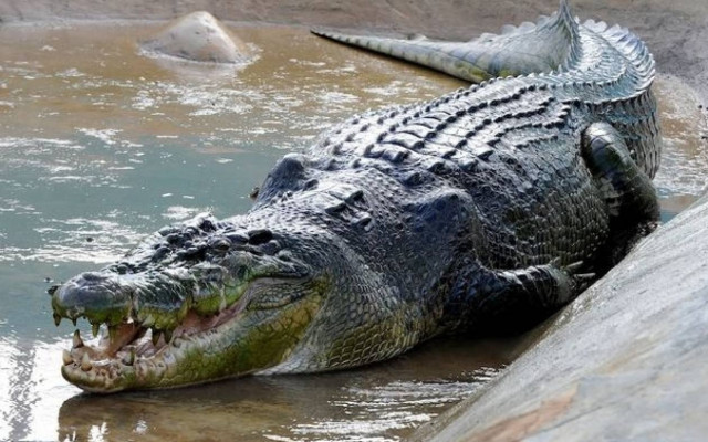 Ουγκάντα: Σκότωσε τον κροκόδειλο που κατασπάραξε την έγκυο γυναίκα του