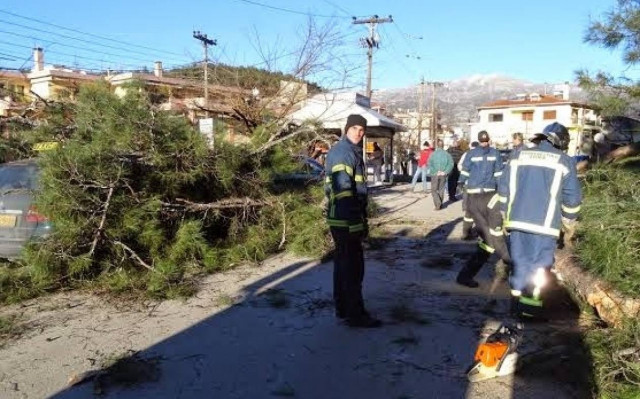 Δέντρο καταπλάκωσε δύο ταξί στα Ιωάννινα (Vid)