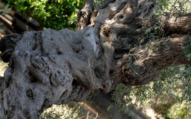 Κινδυνεύουν οι εξαγωγές ελιάς από την αδιαφορία του Υπουργείου Αγροτικής Ανάπτυξης