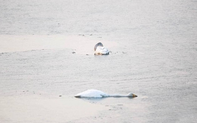 Συγκινητικό: Κύκνος αυτοκτονεί δίπλα στη νεκρή μητέρα του