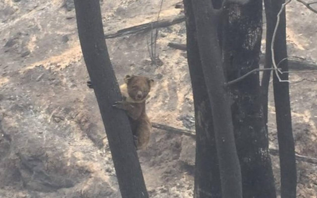 Αυστραλία: Εικόνα καταστροφής (photos)