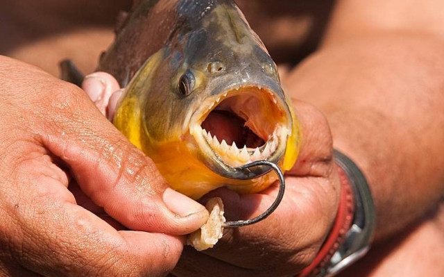 Και όμως... Έτσι ψαρεύουν πιράνχας στη Βραζιλία (video)