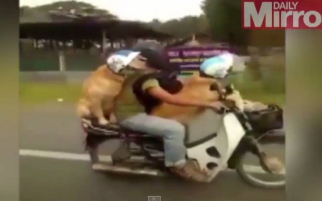 Τετράποδοι easy riders (video)