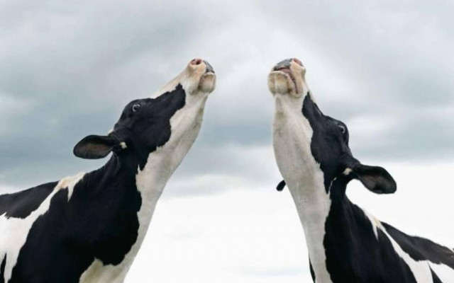 Δεν έχετε δει τέτοιο χορό (video)