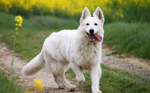 Συγκλονιστική διάσωση κυνηγόσκυλου στον Έβρο