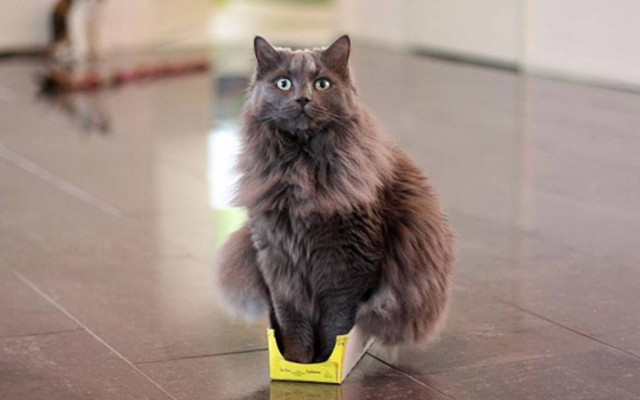 Γιατί οι γάτες το κάνουν αυτό; (photos)