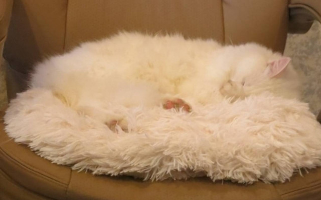 Tο τέλειο καμουφλάζ (photos)