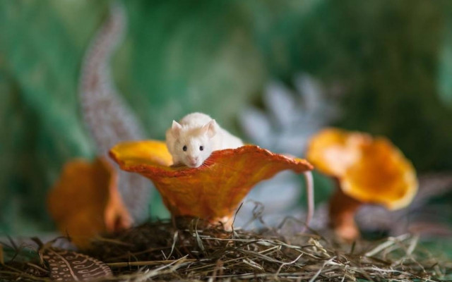 Ζωή σαν παραμύθι για πρώην πειραματόζωα (photos)