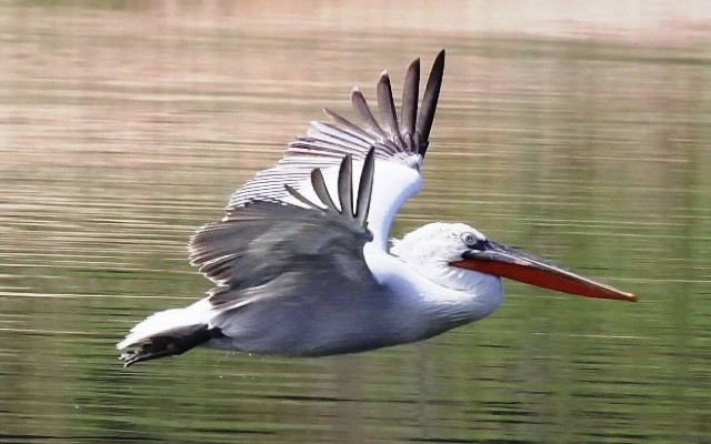Λαθροκυνηγοί σκότωσαν αργυροπελεκάνο στις εκβολές του Έβρου