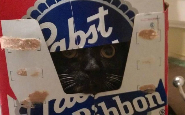 Οι γάτες ξέρουν να κρύβονται (photos)