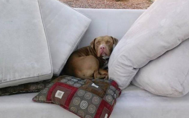 Περίσσευε ο σκύλος στην μετακόμιση και τον παράτησε!