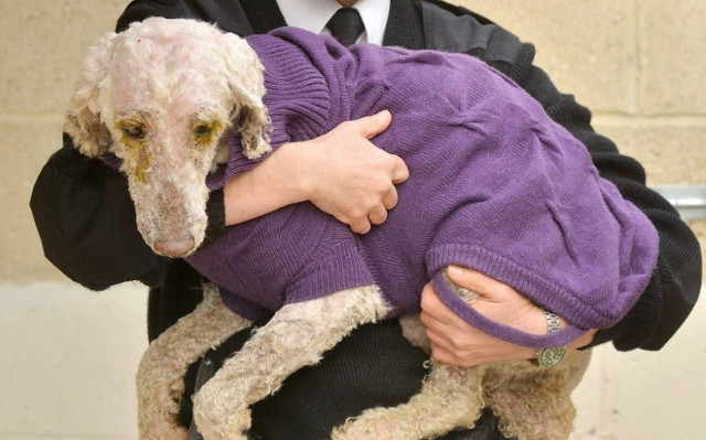 Η απίστευτη μεταμόρφωση εννιά σκυλιών – δείτε πώς ήταν και πώς έγιναν (pics)