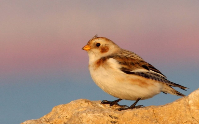 Ένας απρόσμενος επισκέπτης από τη Σκανδιναβία στον Αξιό