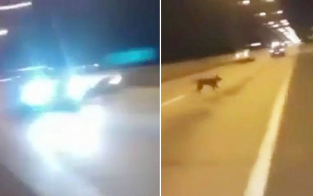 Χιλή: Τηλεμεταφερόμενος… σκύλος γλίτωσε από βέβαιο θάνατο! (video)