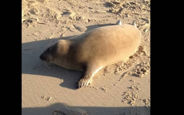Φώκια σπεύδει να αγκαλιάσει... τι; (video)