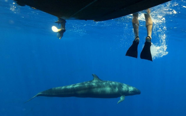 Για κολύμπι με… «θαλάσσιους γίγαντες»