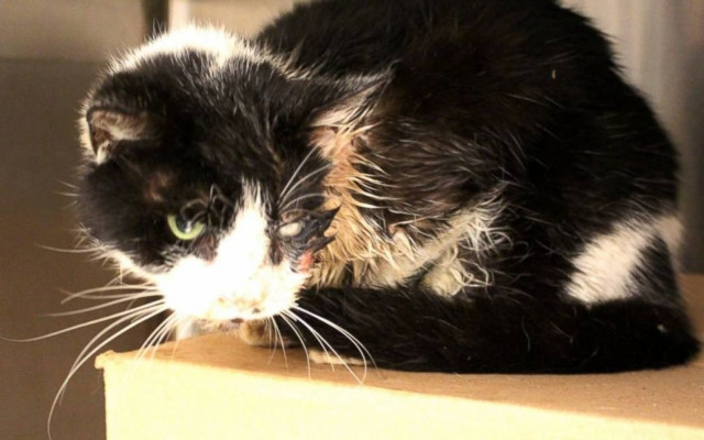 Έθαψαν τη νεκρή γάτα τους και την είδαν μπροστά τους μετά από 5 ημέρες!