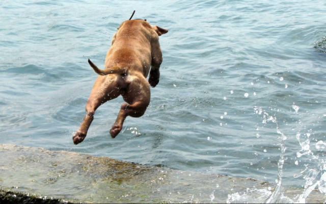 Σκύλος βουτάει να σώσει τον ιδιοκτήτη του, που δεν πνιγόταν (video)
