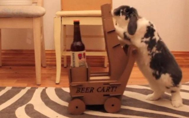 Ενα κουνέλι φέρνει... μπύρες