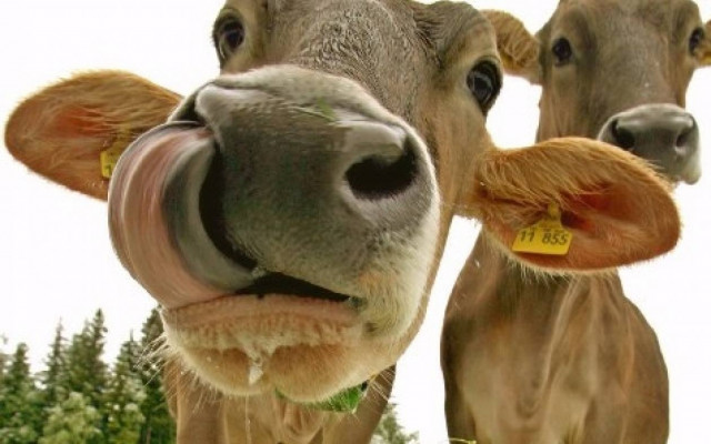 Zootechnia: Γίνε βοσκός από τον... καναπέ του σπιτιού σου