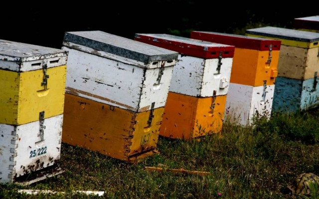 Συνελήφθη γιατί έκλεβε κυψέλες μελισσών