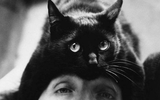 Γάτα καπέλο... και όχι δεν είναι υπονοούμενο (photos)