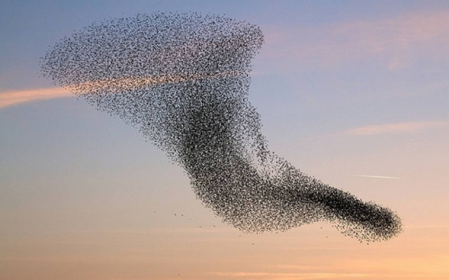 Θα σας ψαρώσουν τα ψαρόνια (video)
