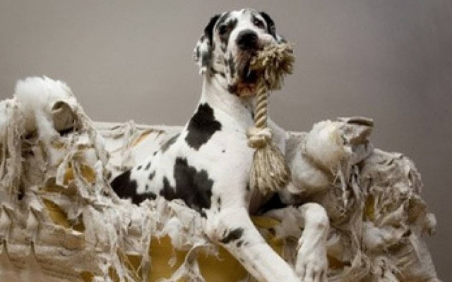 Ποιος έκανε τη ζημιά; Αλήθεια δεν ξέρω... (video)