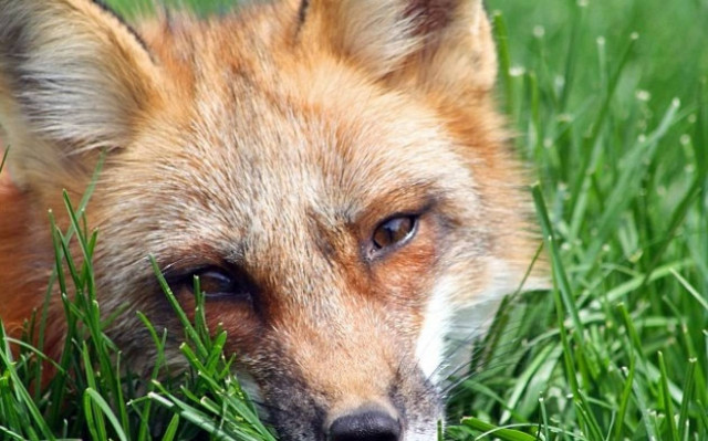 Χάσκι και αλεπού ζουν μαζί (video)