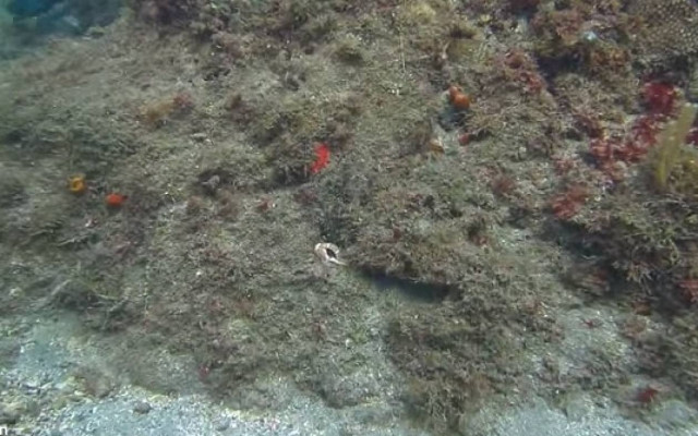 Εδώ χταπόδι, εκεί χταπόδι, πού είναι το χταπόδι;