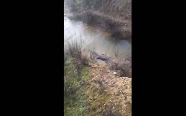 O... Σήφης μεγάλωσε και τώρα δεν τον... κουνάει κανείς (video)