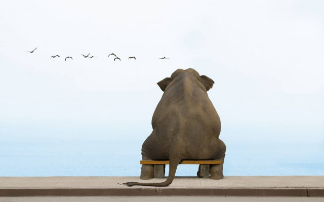 ΞΕΚΑΡΔΙΣΤΙΚΟ: Η απόπειρα δολοφονίας ενός ελέφαντα