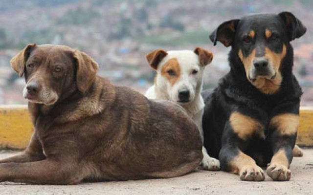 Αθώος κρίθηκε 40χρονος που συνελήφθη για θανάσιμο τραυματισμό σκύλου