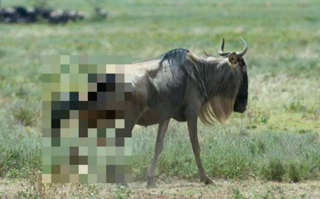 Γεννήθηκε και έγινε γεύμα... αμέσως (photos)