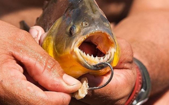 Σκληρές εικόνες: Πιράνχας κατασπάραξαν 6χρονη