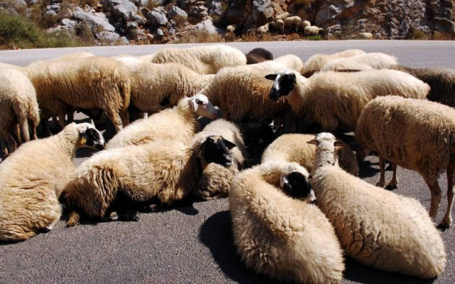 Πρόστιμο 30.000 ευρώ για κακοποίηση ζώου