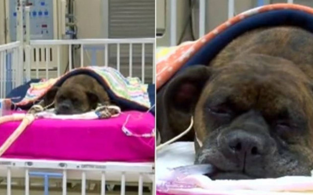 Δείτε το σκύλο που κόντεψε να καεί για να σώσει το αφεντικό του (video)