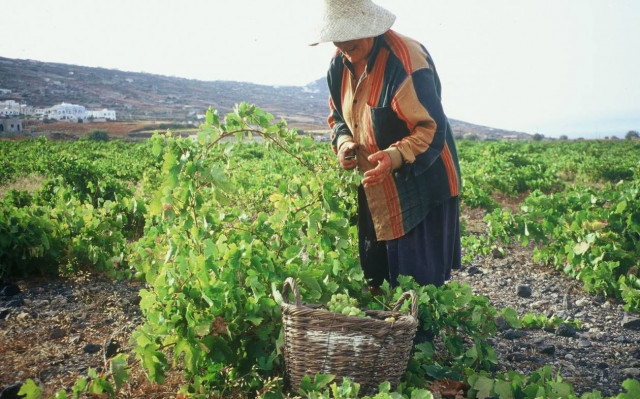 Επιχορήγηση 1 εκατ. ευρώ από τον ΕΛΓΑ σε 71 παραγωγούς