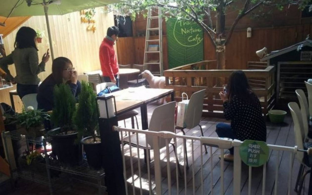 Ν.Κορέα: Άνοιξε καφέ με πρόβατα (video)