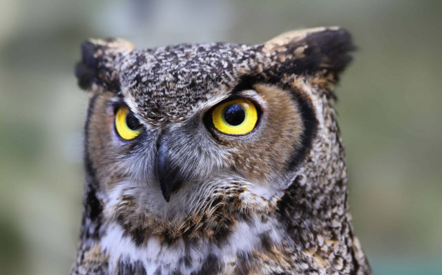 Τόκυο: Πίνοντας καφέ με παρέα κουκουβάγιες (video)