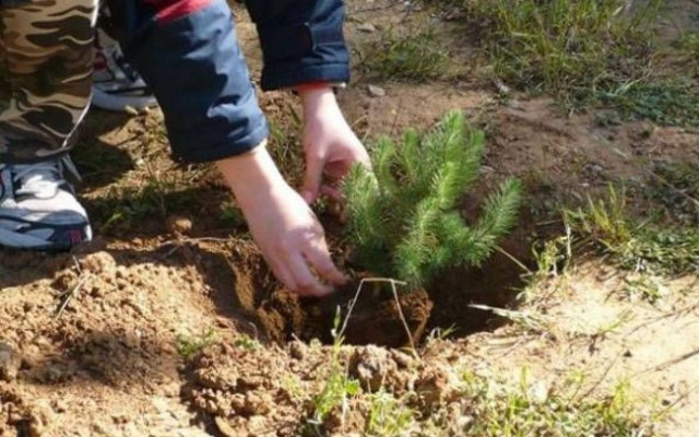 Αναδάσωση εθελοντικού χαρακτήρα στο Σειχ Σου