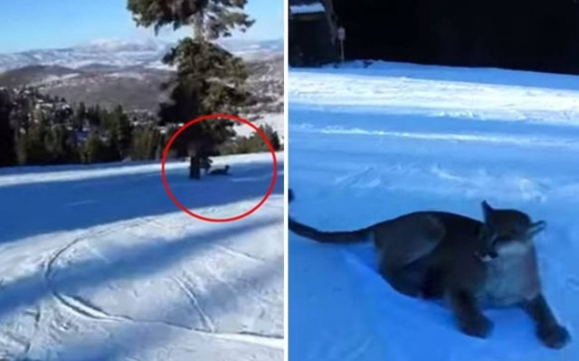 Η πιο επικίνδυνη κατάβαση της ιστορίας: Σκιέρ ήρθε αντιμέτωπος με… πούμα! (video)