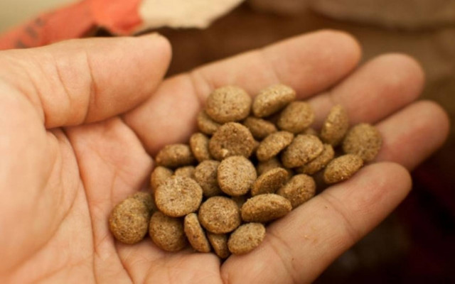 Λέσβος: 65χρονος κατηγορείται ότι δηλητηρίασε σκύλο