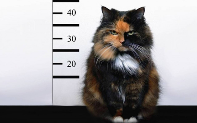 Η γάτα θα κάνει αυτό που θέλει και λέγε εσύ ό,τι θες (video)