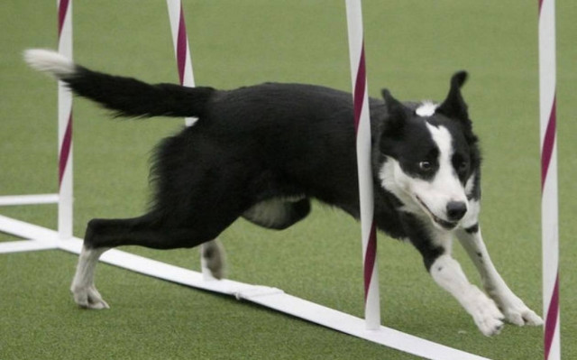 Άντε να προλάβεις αυτό το σκύλο!