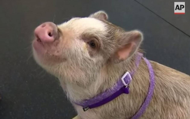 Ένα γουρουνάκι αλλιώτικο από τα άλλα (Video)